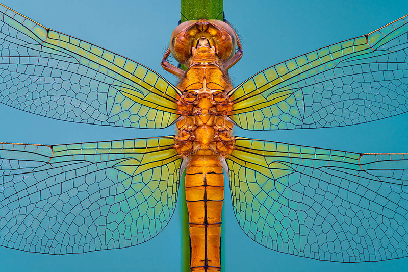 “Vitrail,” the third-place winner from Croatia, captures a female dragonfly.